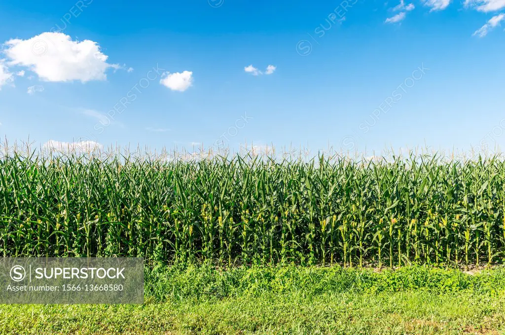 A fertile field of corn on a local Maryland farm.