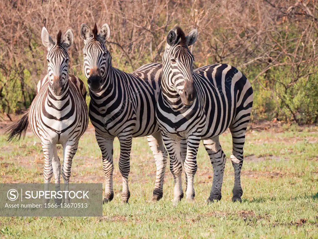Botswana. Zebra.