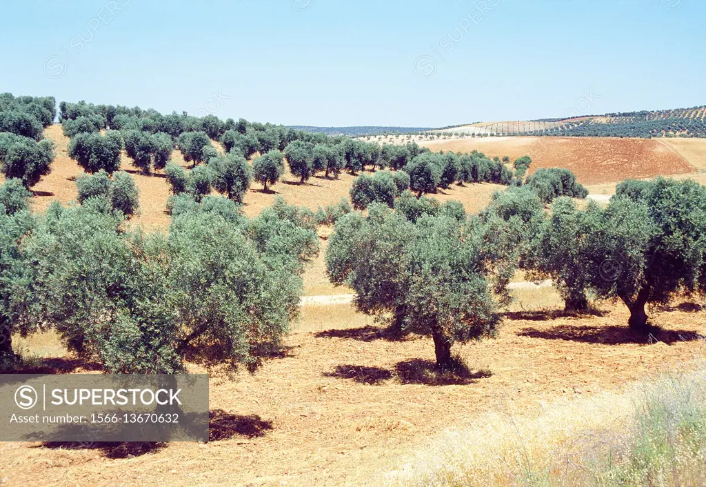 Olive groves. La Jara, Toledo province, Castilla La Mancha, Spain.