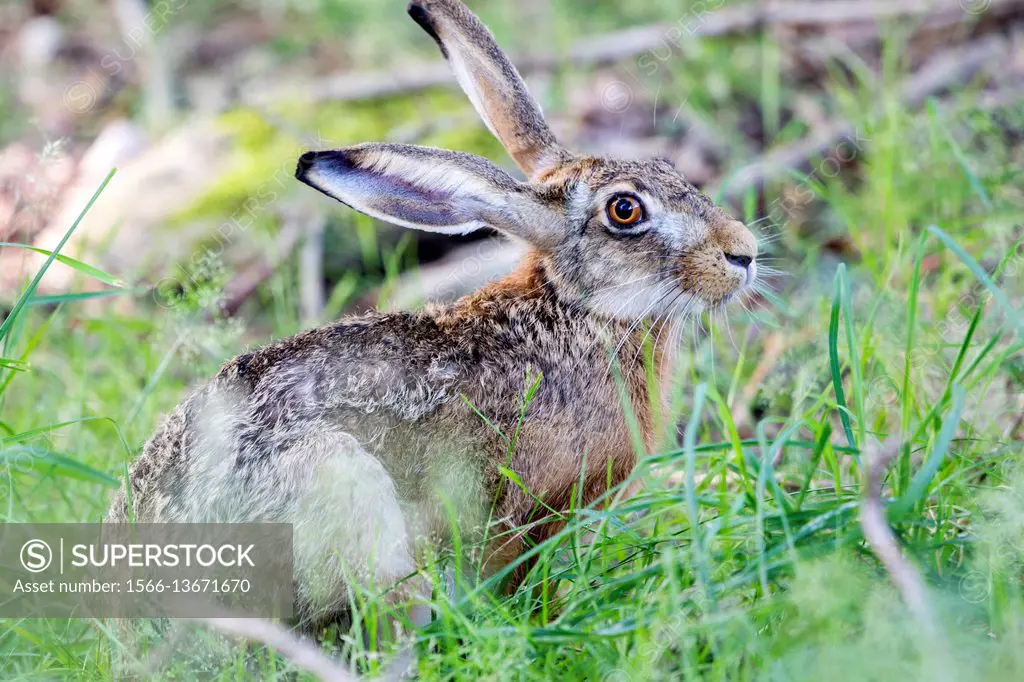 France, Haute Saone, European hare (Lepus capensis).