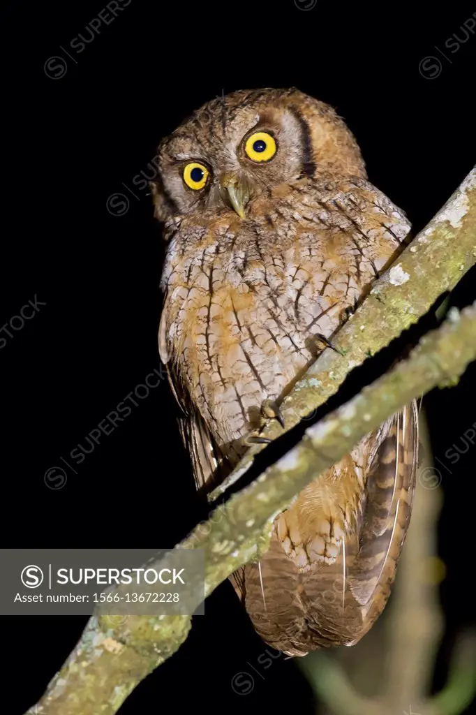 Tropical Screech-Owl (Megascops choliba), Cali, Valle del Cauca.
