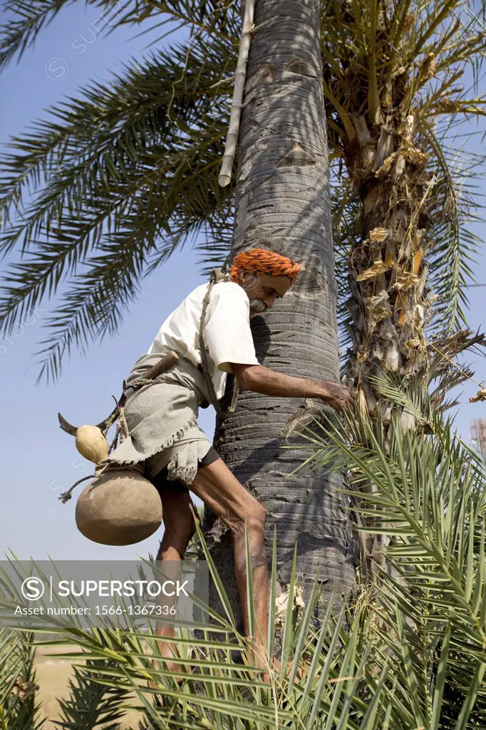 Man climbing palm tree for toddy, Bhil tribe, Madhya Pradesh, Chada near Mandala district, India. Bheel or Bil Bhils are a scheduled tribe in the stat...