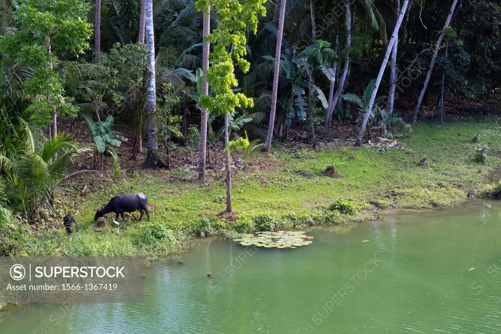 Water Buffalo in the Countryside on Bohol Island, Phillipines.