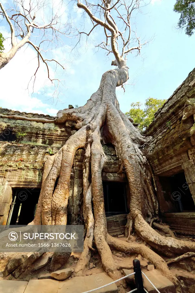 Giant Roots in the Temple Ta Phrom in Angkor, Cambodia
