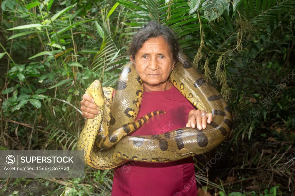 South America ,Brazil, Amazonas state, Manaus, Amazon river basin, Anaconda ,green anaconda , common anaconda( Eunectes murinus ).