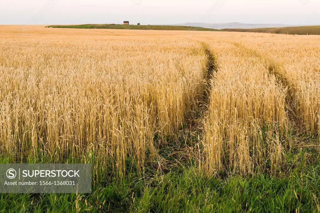wheat field near Pincher Creek, Alberta, Canada.