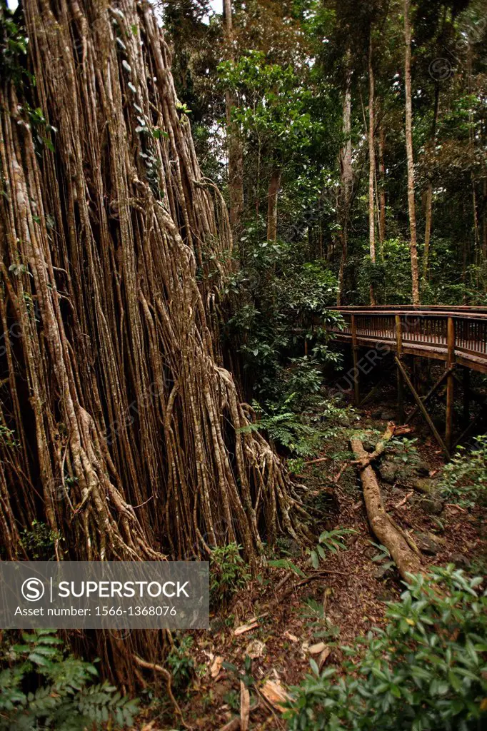 The Curtain Fig Tree, one of the largest trees in Tropical North Queensland. Atherton Tablelands, Queensland, Australia.