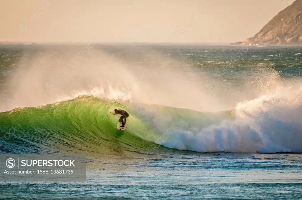 Luminesent Green waves with Surfer emerging off The Cape, South Africa.
