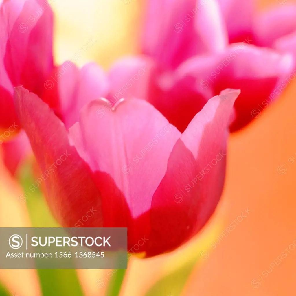 contemporary still life of red and pink tulips charming and lovely.