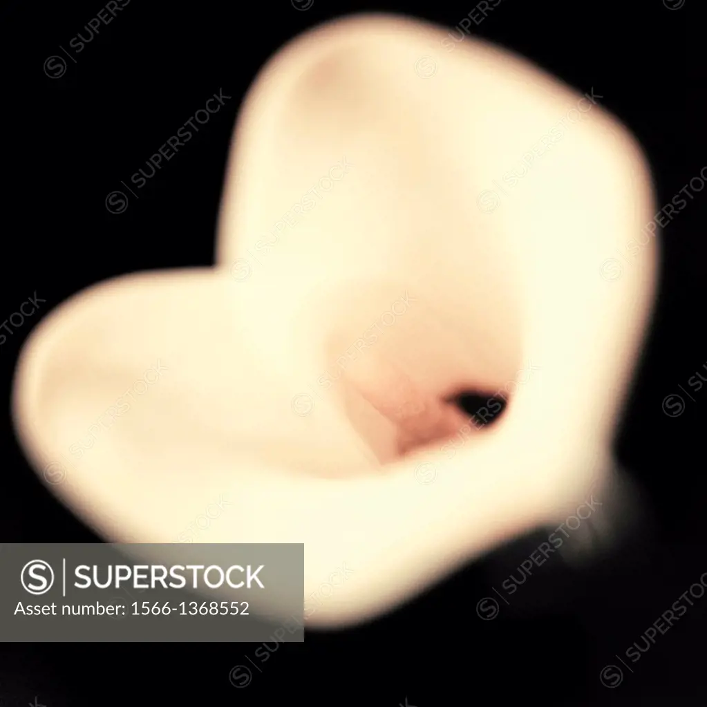 the dramatic white calla lily on black - fine art photography.