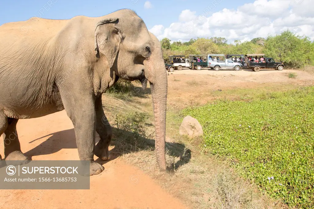 Sri Lanka, Yala national park, Sri lankan elephant (Elephas maximus maximus), walking on the road.