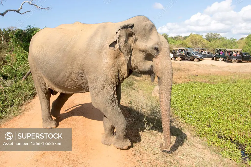 Sri Lanka, Yala national park, Sri lankan elephant (Elephas maximus maximus), walking on the road.