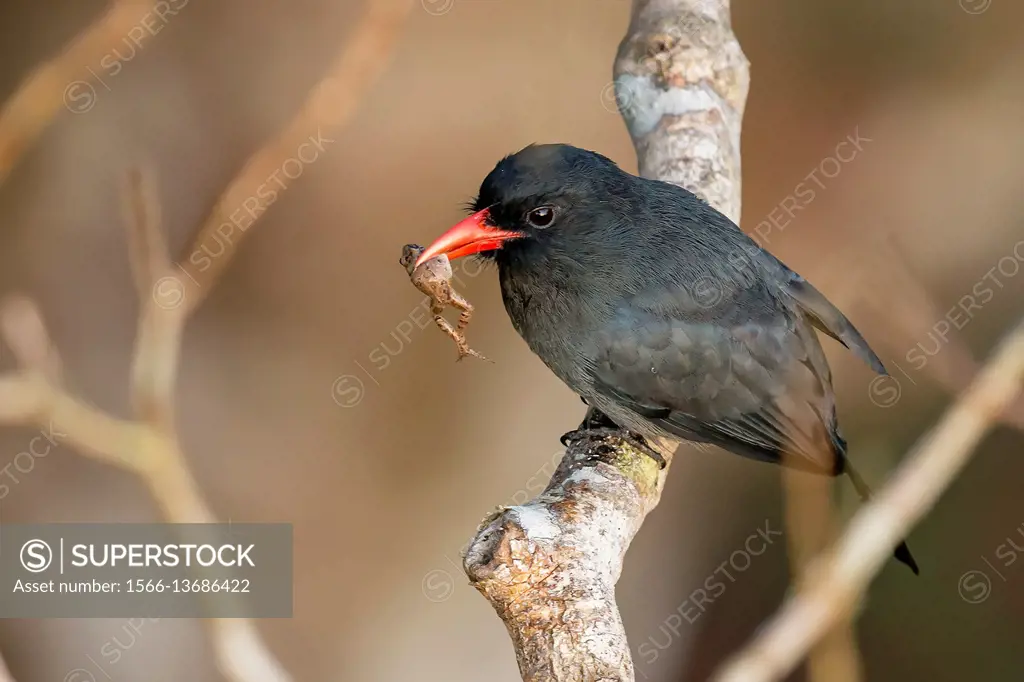 Black-fronted Nunbird (Monasa nigrifrons), Reserva natural Palmari, Brazil.