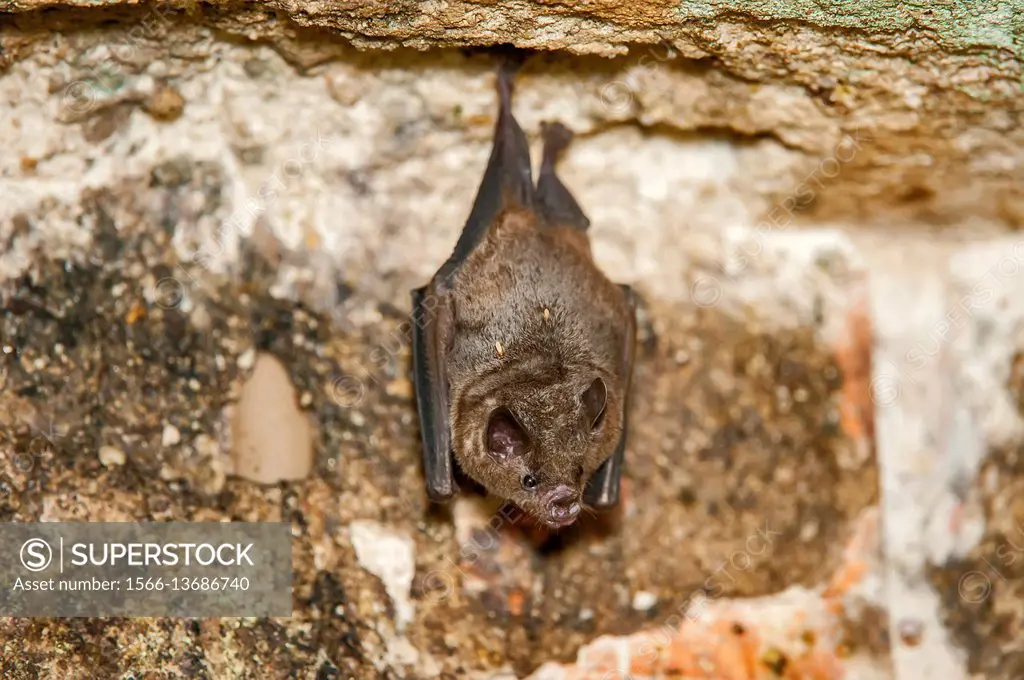 Bat (Carollia perspicillata), photographed in Sooretama, Espírito Santo - Southeast of Brazil. Atlantic Forest Biome.