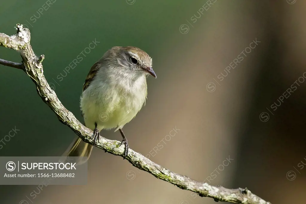 Mouse-colored Tyrannulet (Phaeomyias murina), Cali, Valle del Cauca.