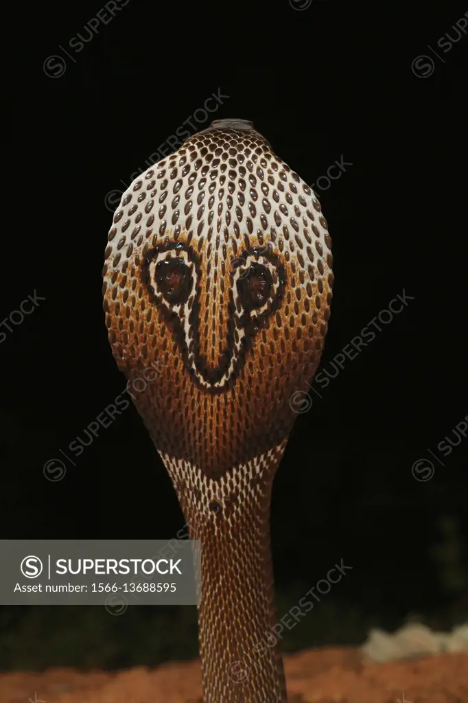 Spectacled cobra, Naja naja, Bangalore, Karnataka. TheIndian cobrais one thebig four venomousspecies that inflict the mostsnakebiteson humans in...
