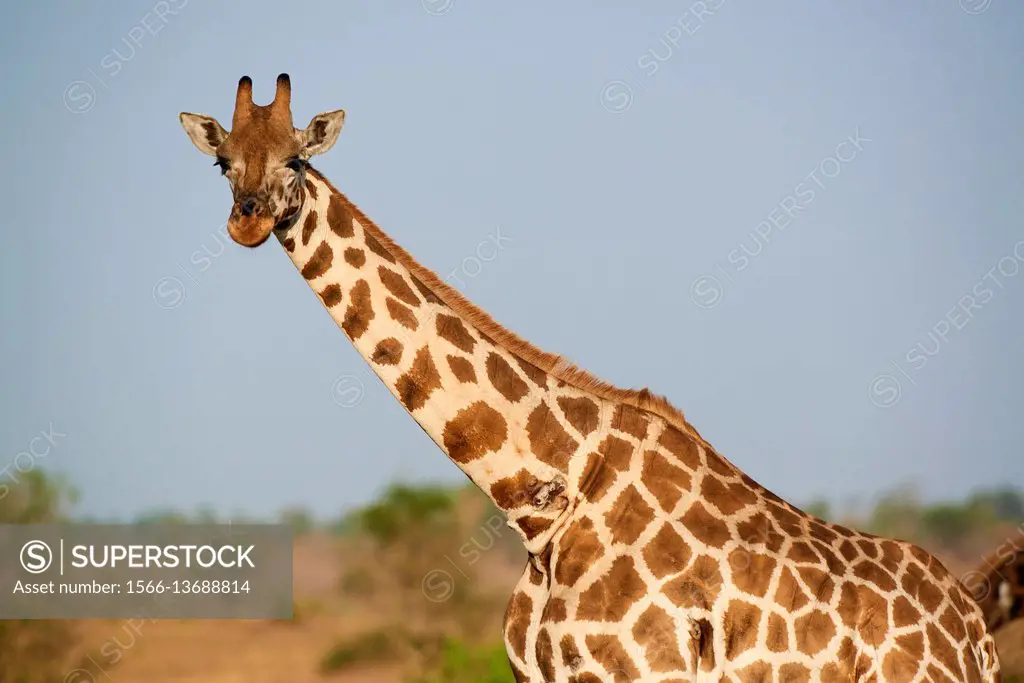 Rothschild's giraffe (Giraffa camelopardalis rothschildi) portrait in Murchisson Falls National Park, Uganda.