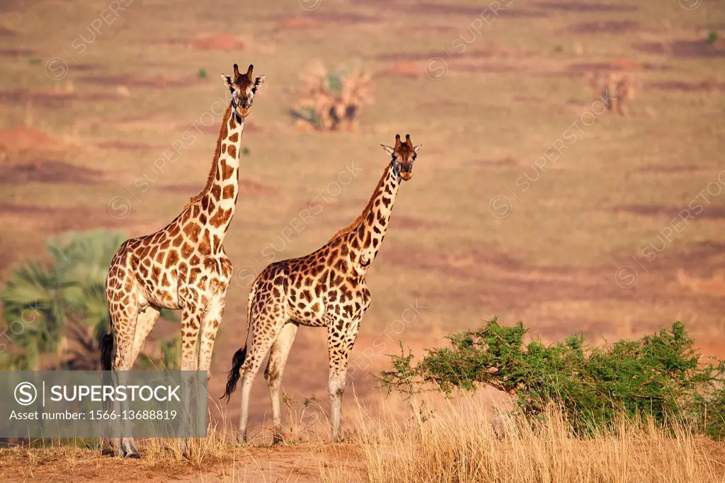 Rothschild's giraffe (Giraffa camelopardalis rothschildi) female in Murchisson Falls National Park, Uganda.