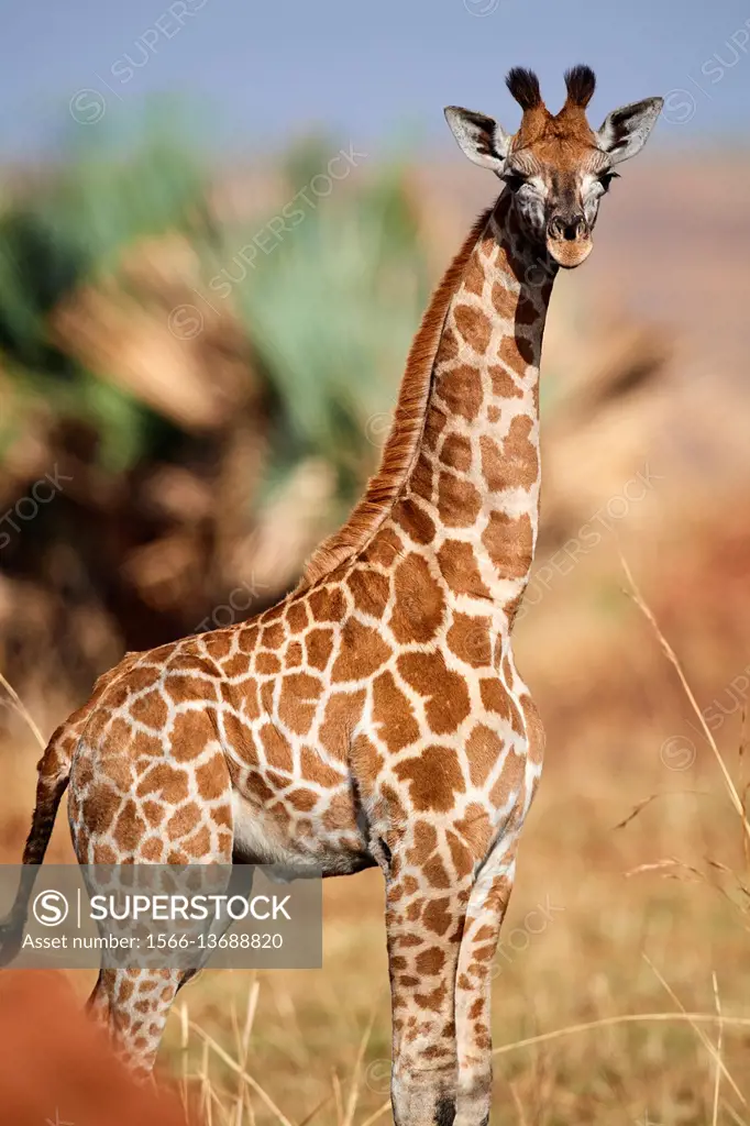 Young Rothschild's giraffe (Giraffa camelopardalis rothschildi) Murchisson Falls National Park, Uganda.