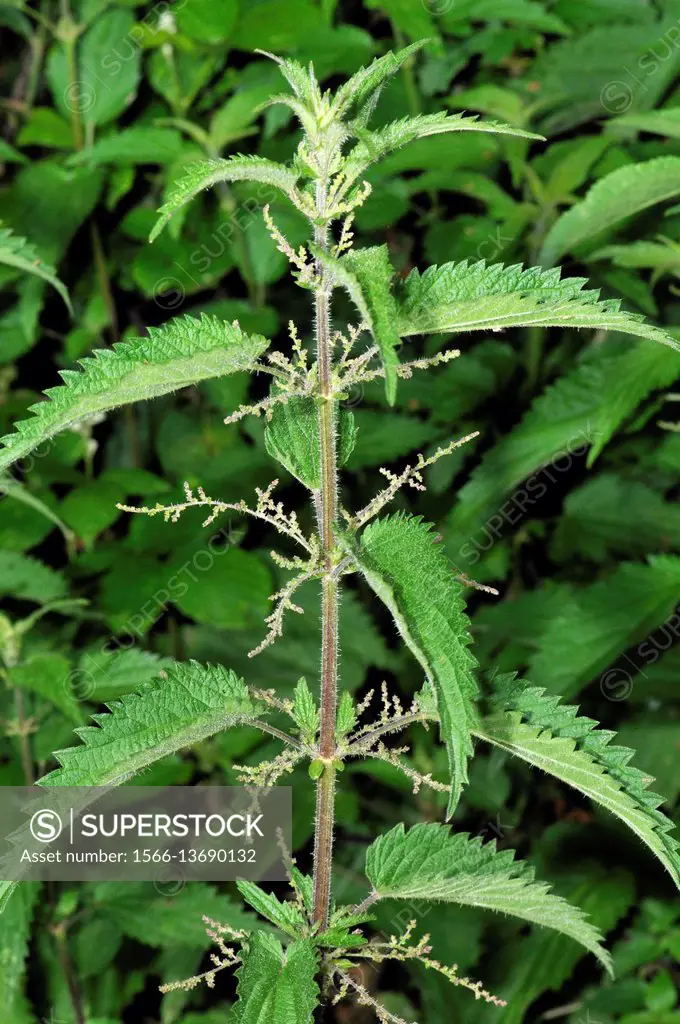 Urtica dioica, often called common nettle, stinging nettle or nettle leaf, is a herbaceous perennial flowering plant in the family Urticaceae. Have ma...