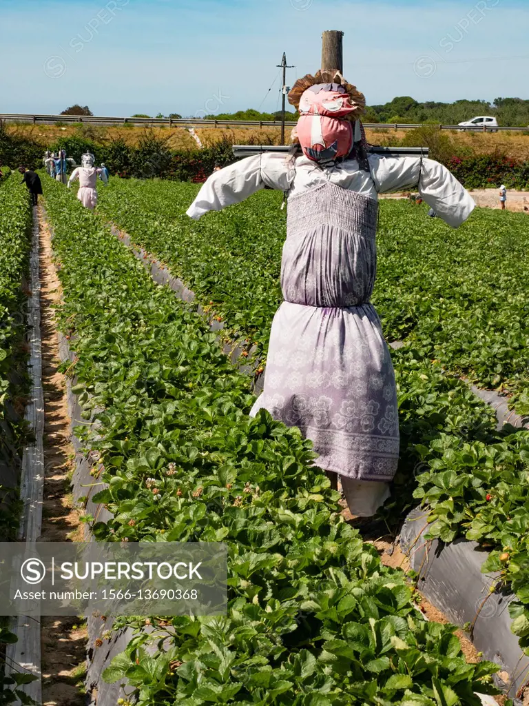 South Africa Strawberry Farm.