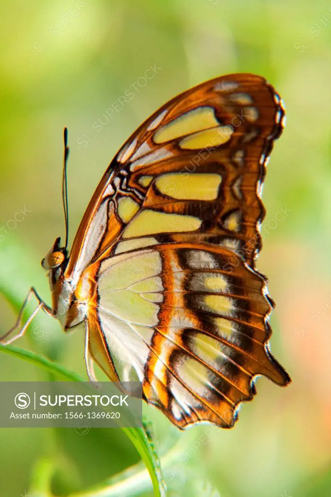 Malachite butterfly.