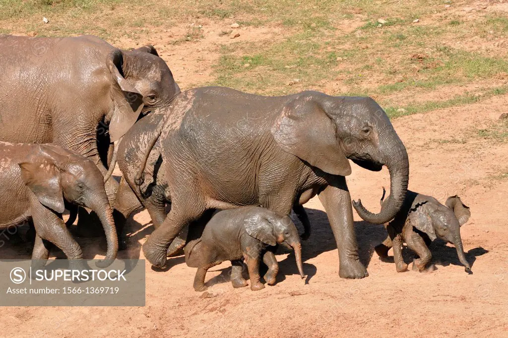African elephants, Loxondonta africana, walking, Addo Elephant National Park, Eastern Cape, South Africa.