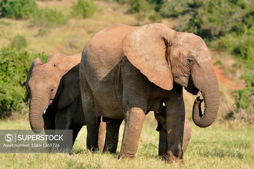 African bush elephants (Loxodonta africana) with elephant baby, Addo Elephant National Park, Eastern Cape, South Africa.