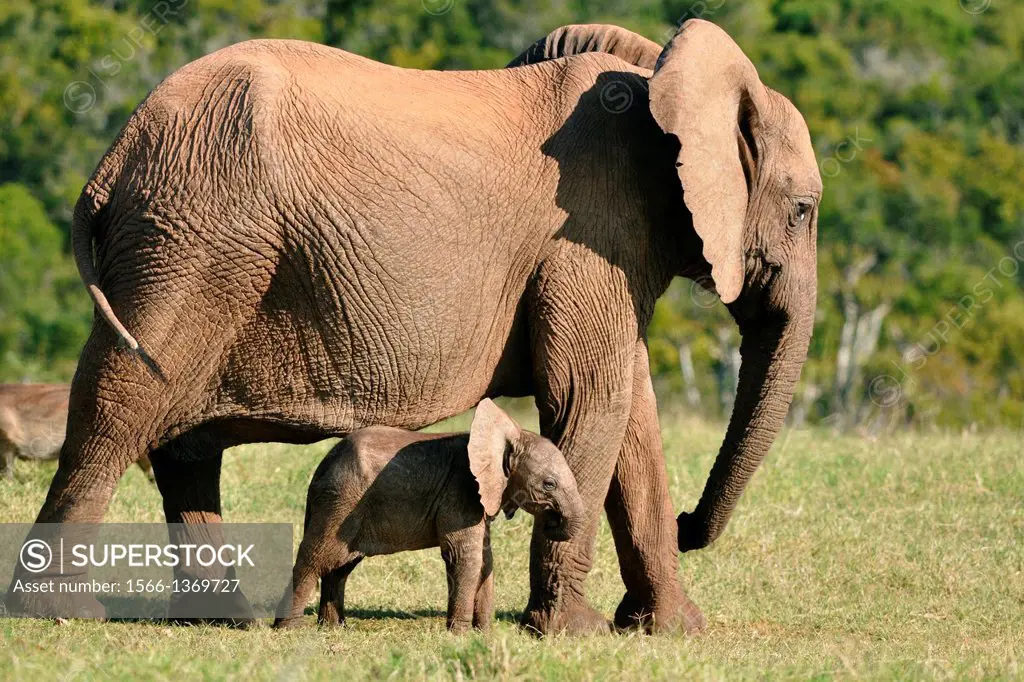 African elephant and elephant baby, Loxodonta africana,, Addo Elephant National Park, Eastern Cape, South Africa.