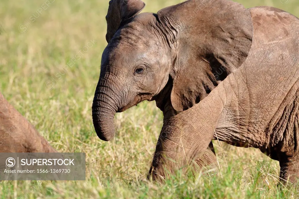 Elephant calf, Loxodonta africana, Addo Elephant National Park, Eastern Cape, South Africa.