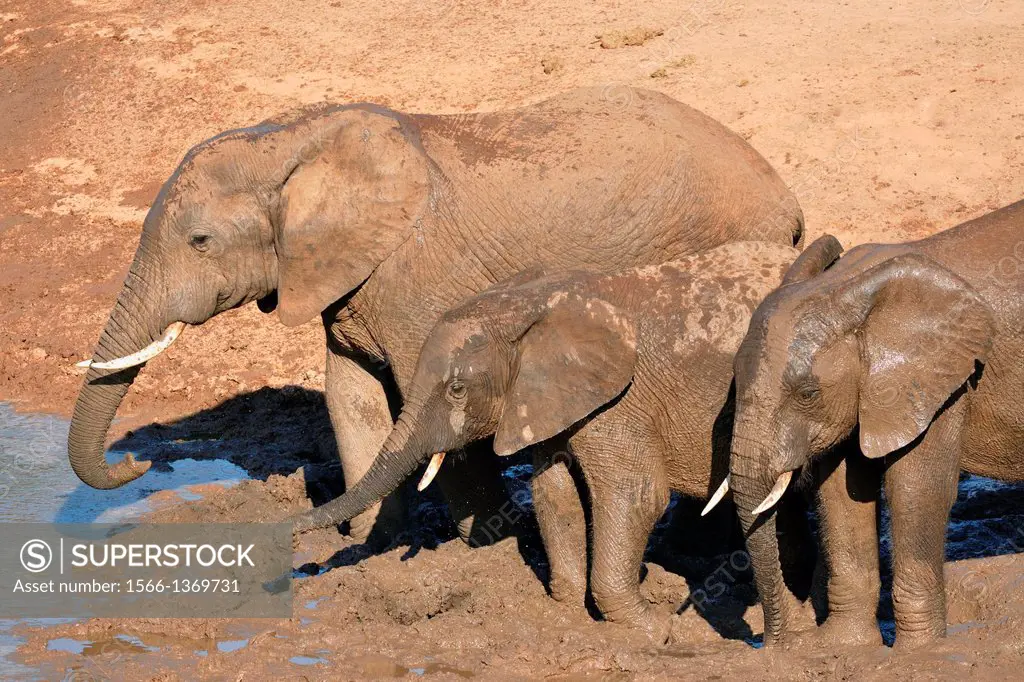 African elephants, Loxodonta africana, at the water hole, Addo Elephant National Park, Eastern Cape, South Africa.
