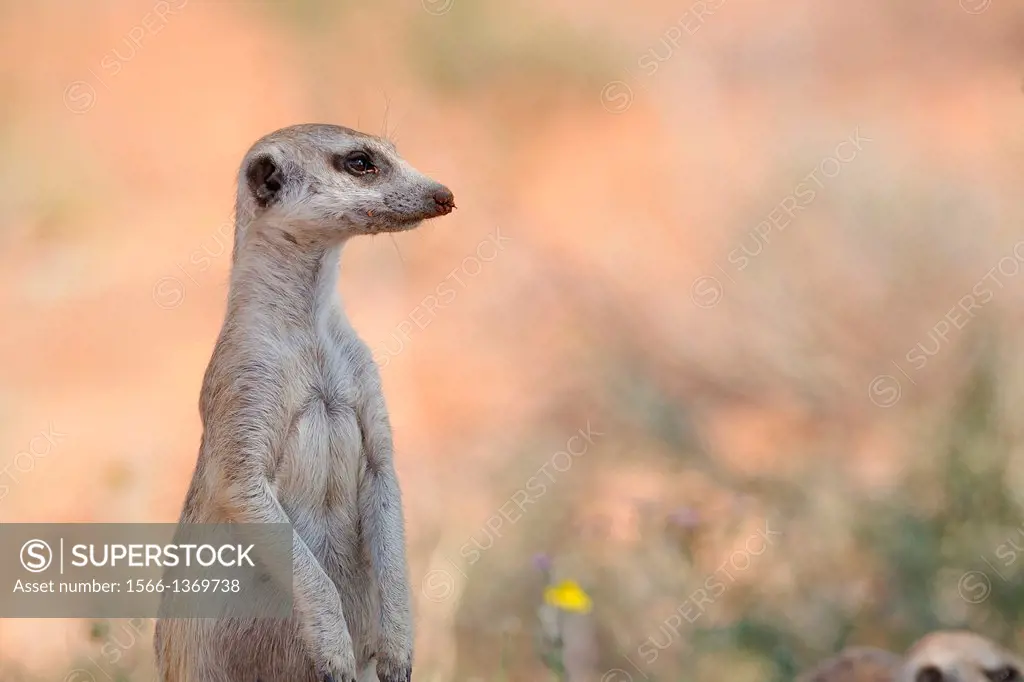 Meerkat, Suricata suricatta, Kgalagadi Transfrontier Park, Northern Cape, South Africa.