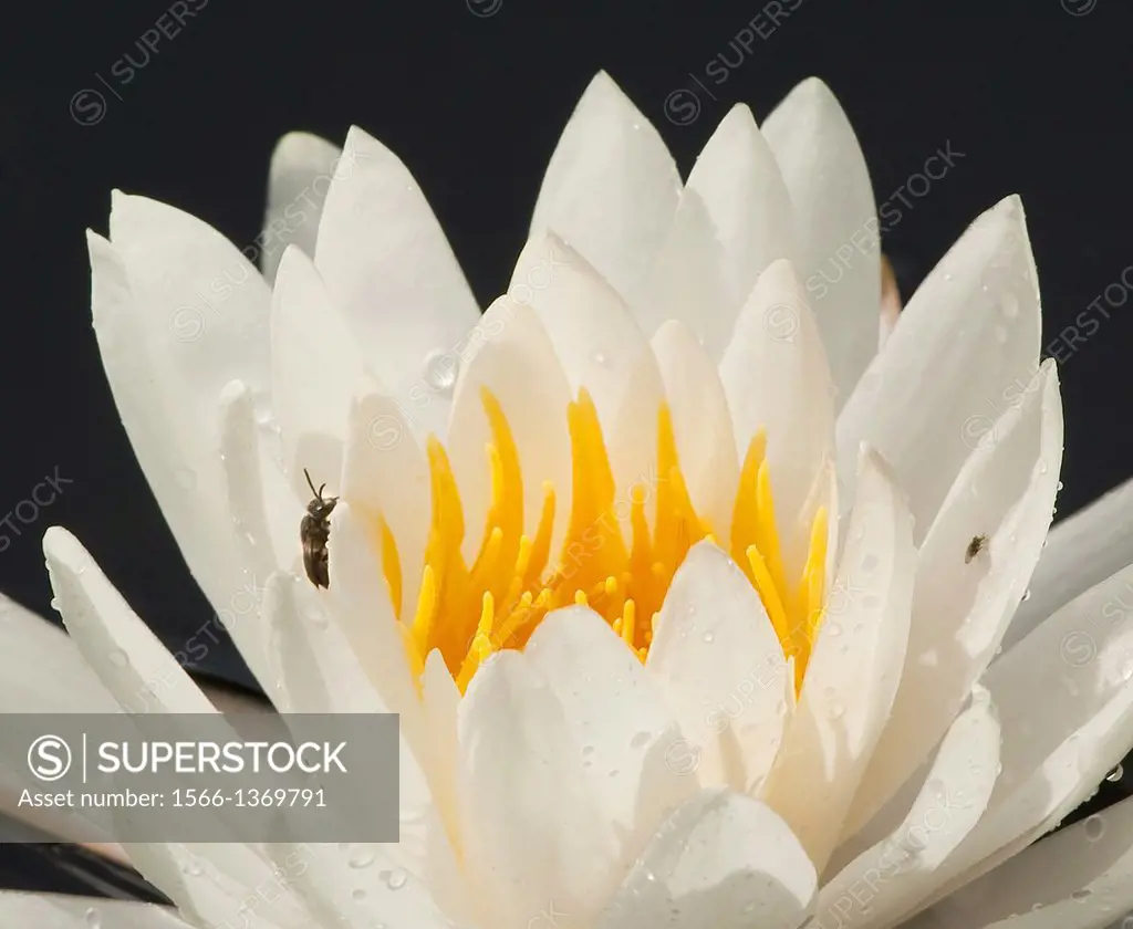 Small bee rests on white petals of a fragrant water lily, Florida, USA.