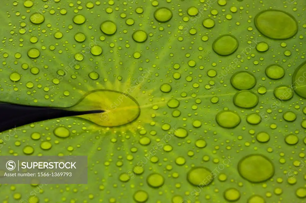 Rain drops sit on a green lily pad, Florida, USA.