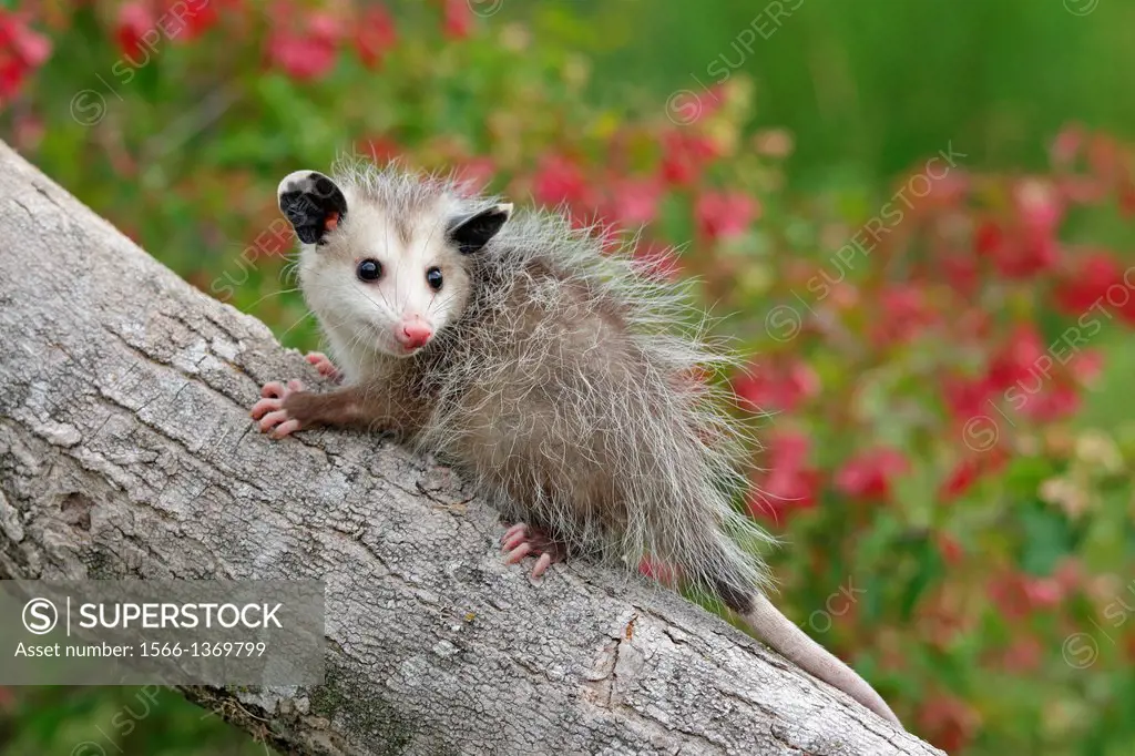 Baby Opossum climbing.