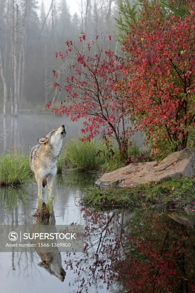 Gray Wolf Howling Reflection.