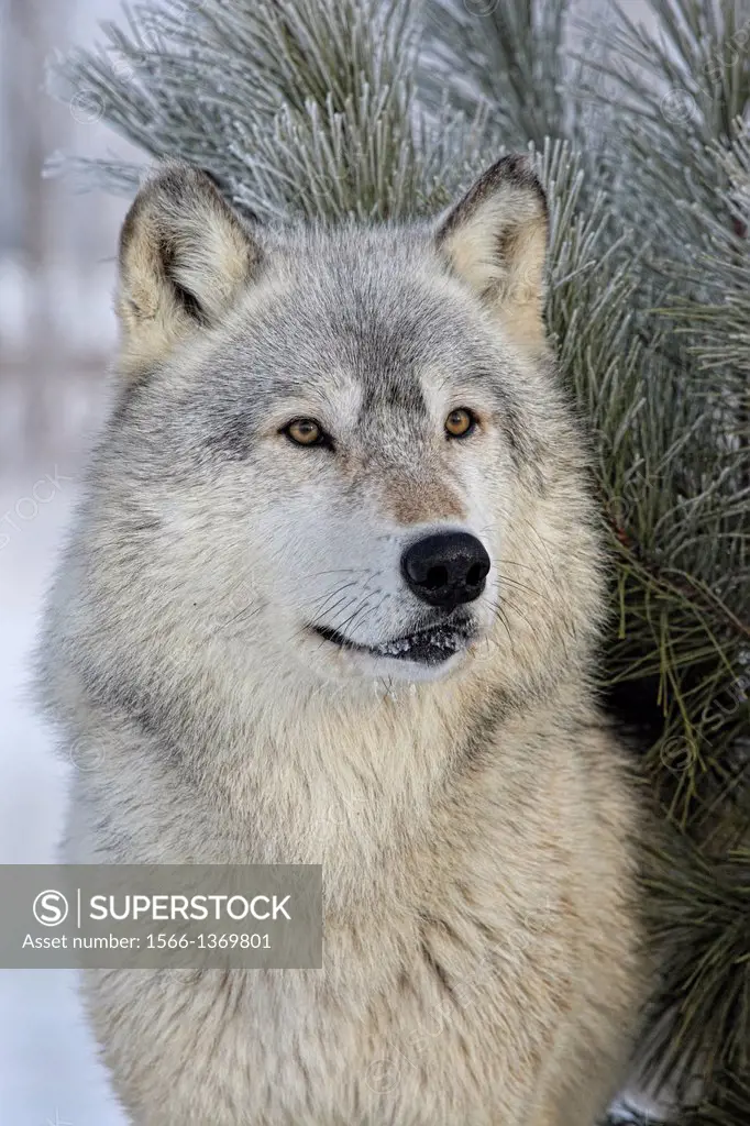 Gray Wolf Portrait, Minnesota, USA.