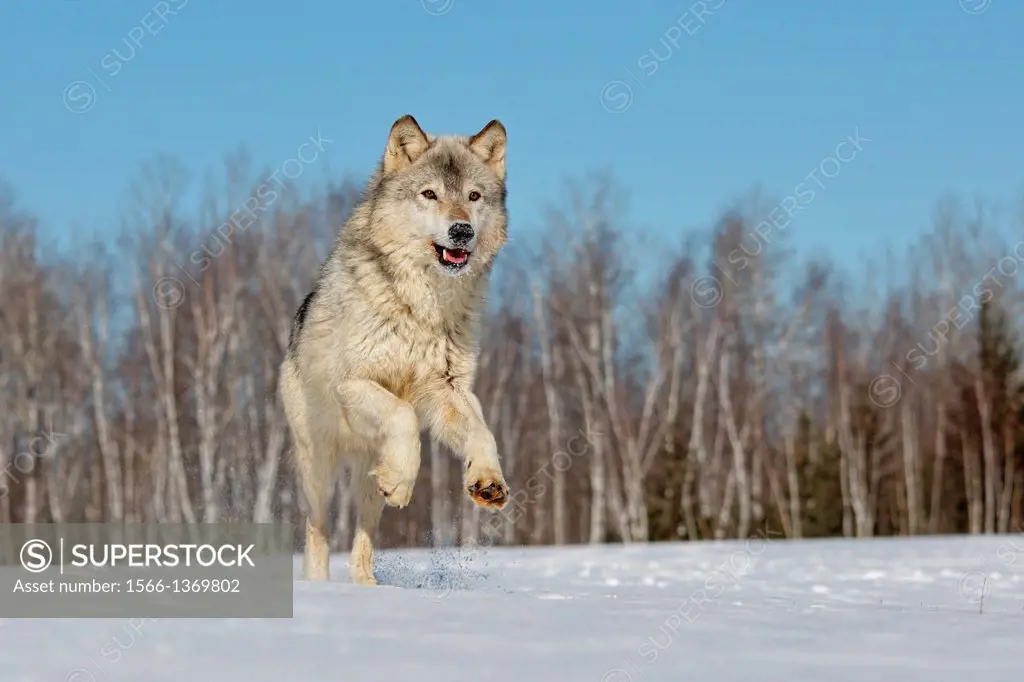 Gray Wolf Running in the Snow, Minnesota, USA.