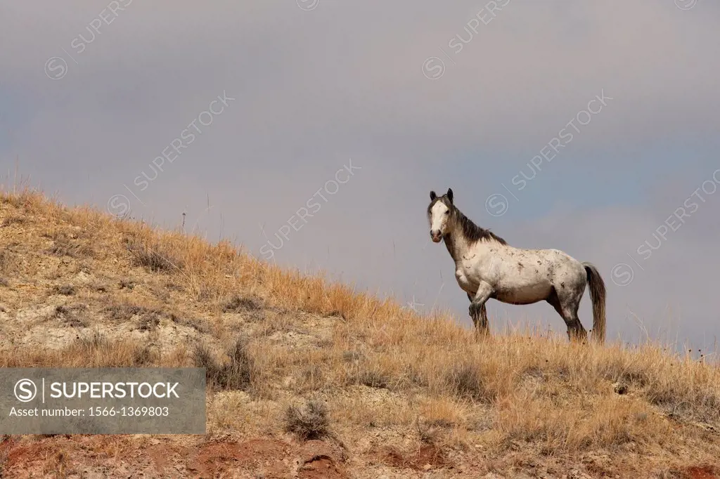 Feral (Wild) Horse, interloper.