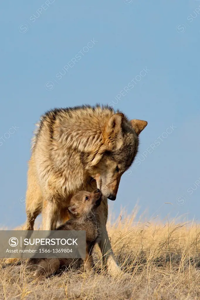 Gray Wolf Adult and Pup, Minnesota, USA.