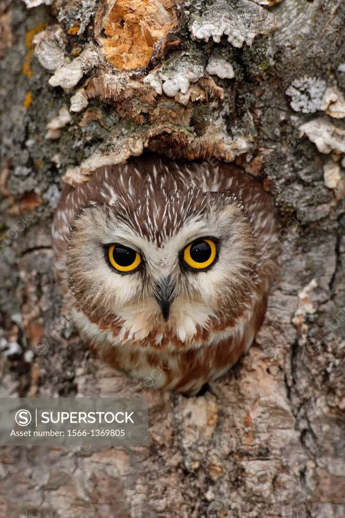 Saw-Whet Owl.