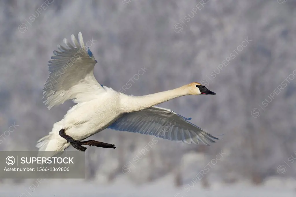 Trumpeter Swan in Flight.