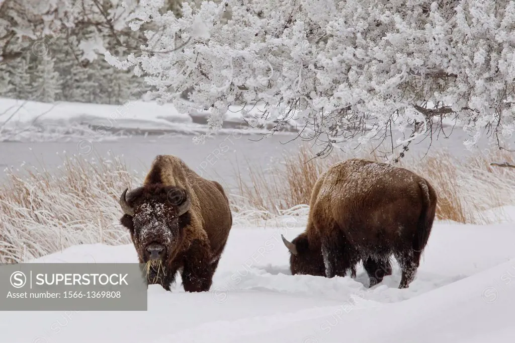 American Bison (Bison bison), Yellowstone National Park.