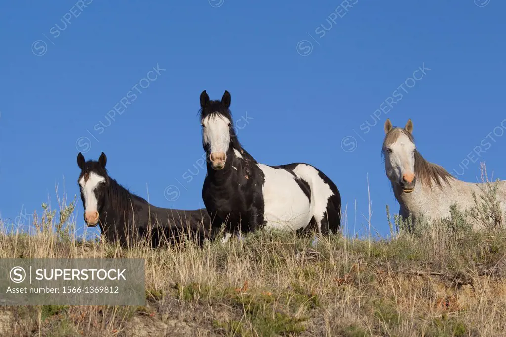 Feral (Wild) Horses, Stallion with two mares, Thedore Roosevelt National Park.
