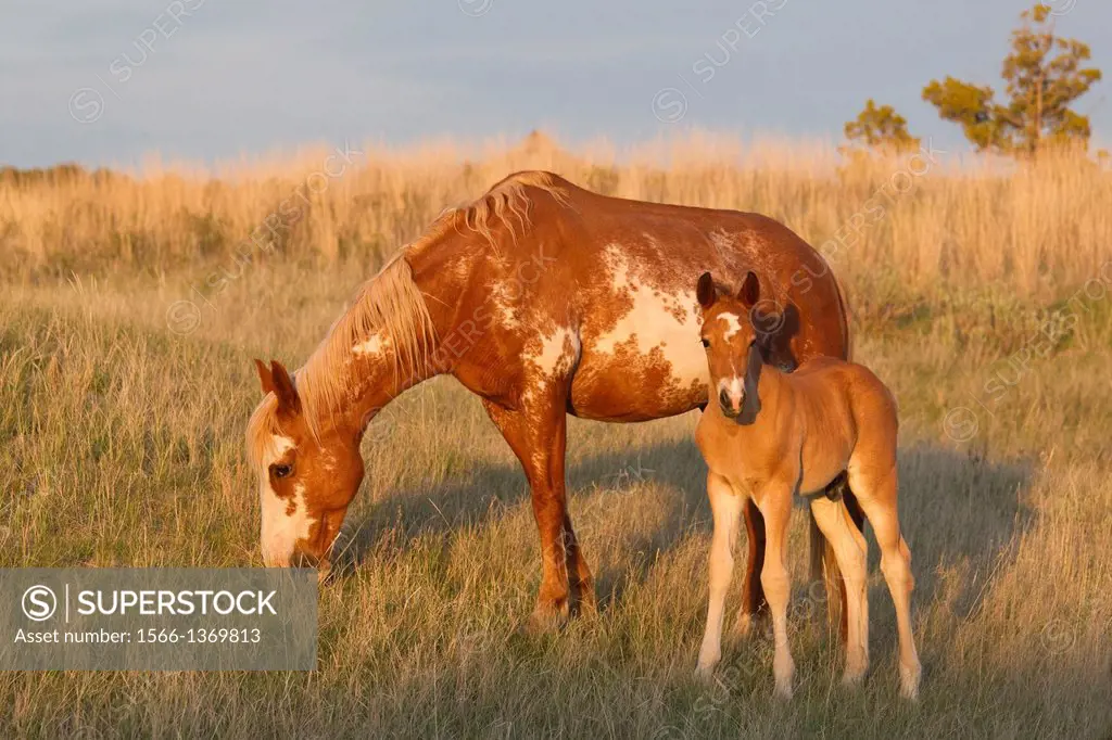 Feral (Wild) Horse, Mare with Foal; Thedore Roosevelt National Park.