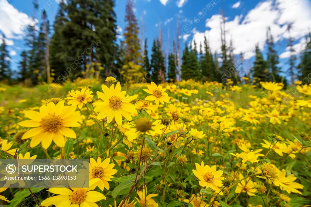 Little Sunflower (Helianthella uniflora), Cedar Breaks National Monument, Utah.