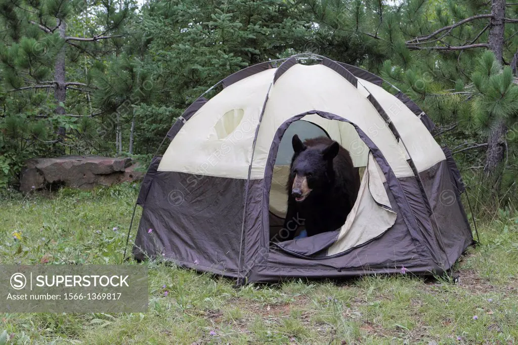 Black Bear (Ursus americanus) inside a tent.