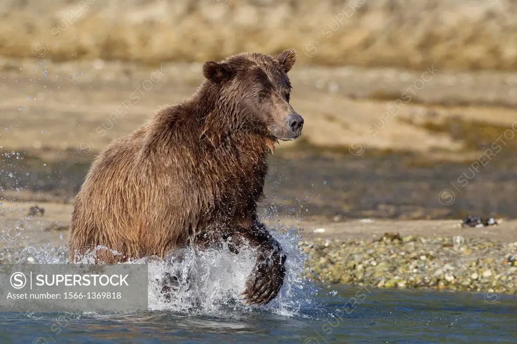 Brown bear (Ursus arctos), Katmai Coast, Alaska.