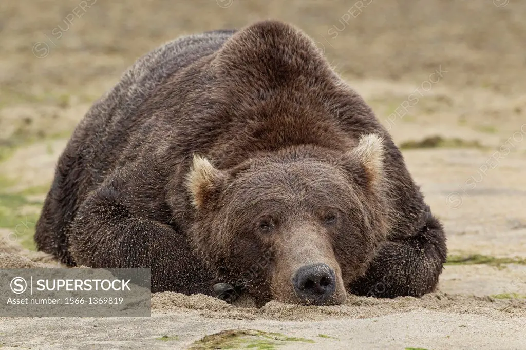 Brown bear (Ursus arctos) Resting, Kinak Bay, Katmai National Park, Alaska.