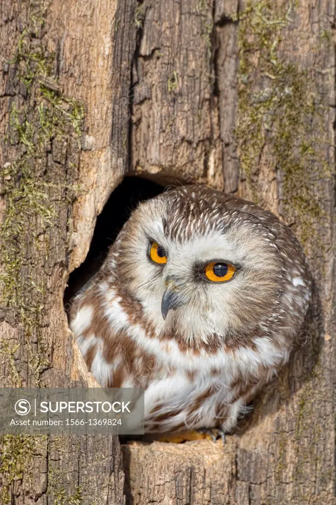 Saw-Whet Owl.
